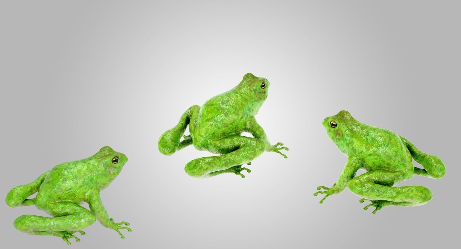 Frog Green 3D model_6