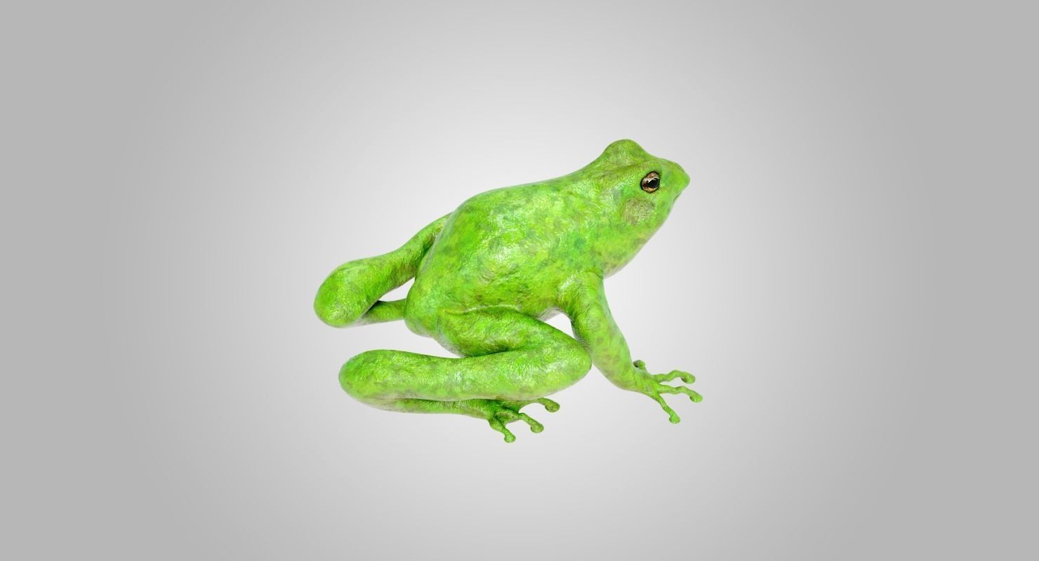 Frog Green 3D model_1