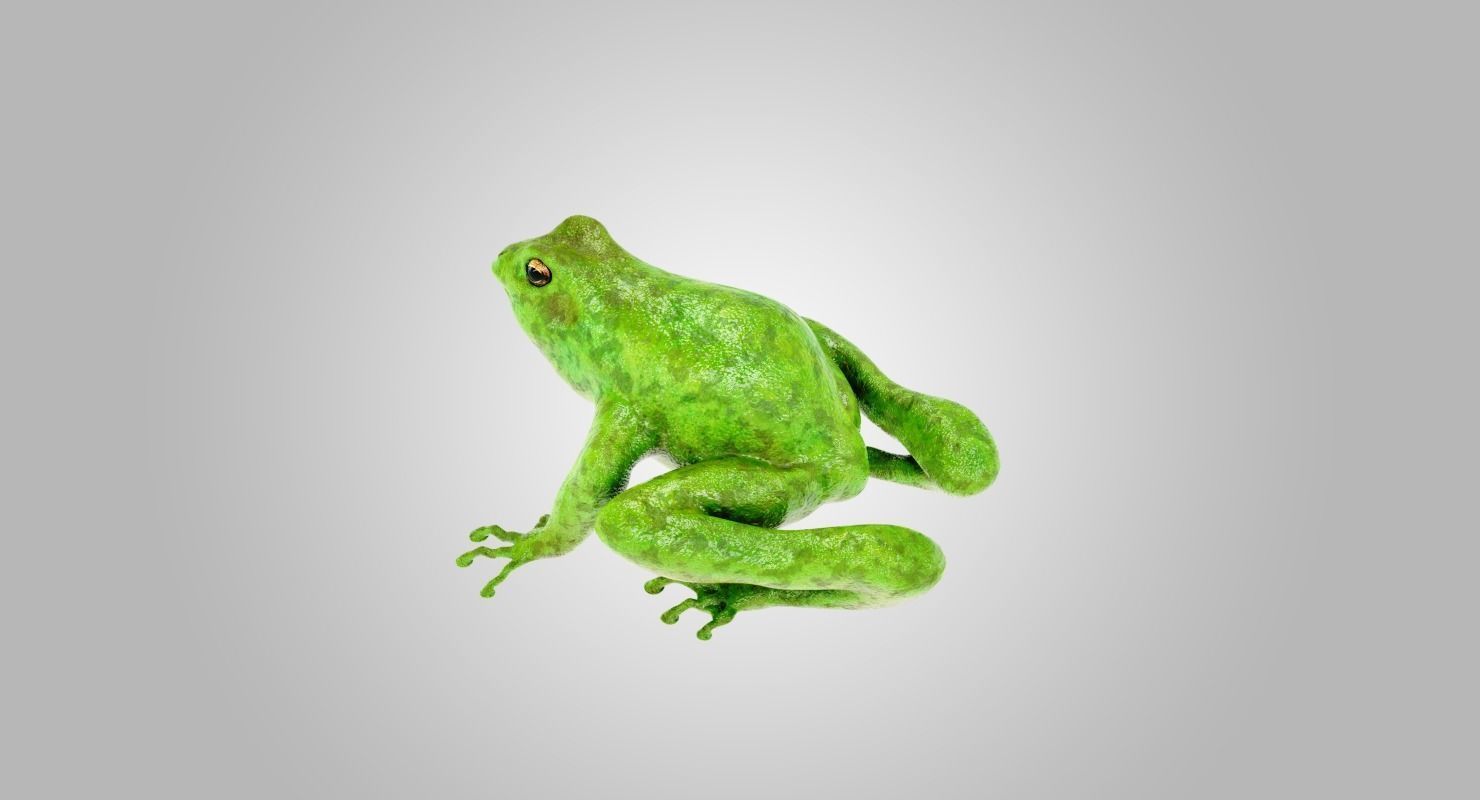 Frog Green 3D model_5