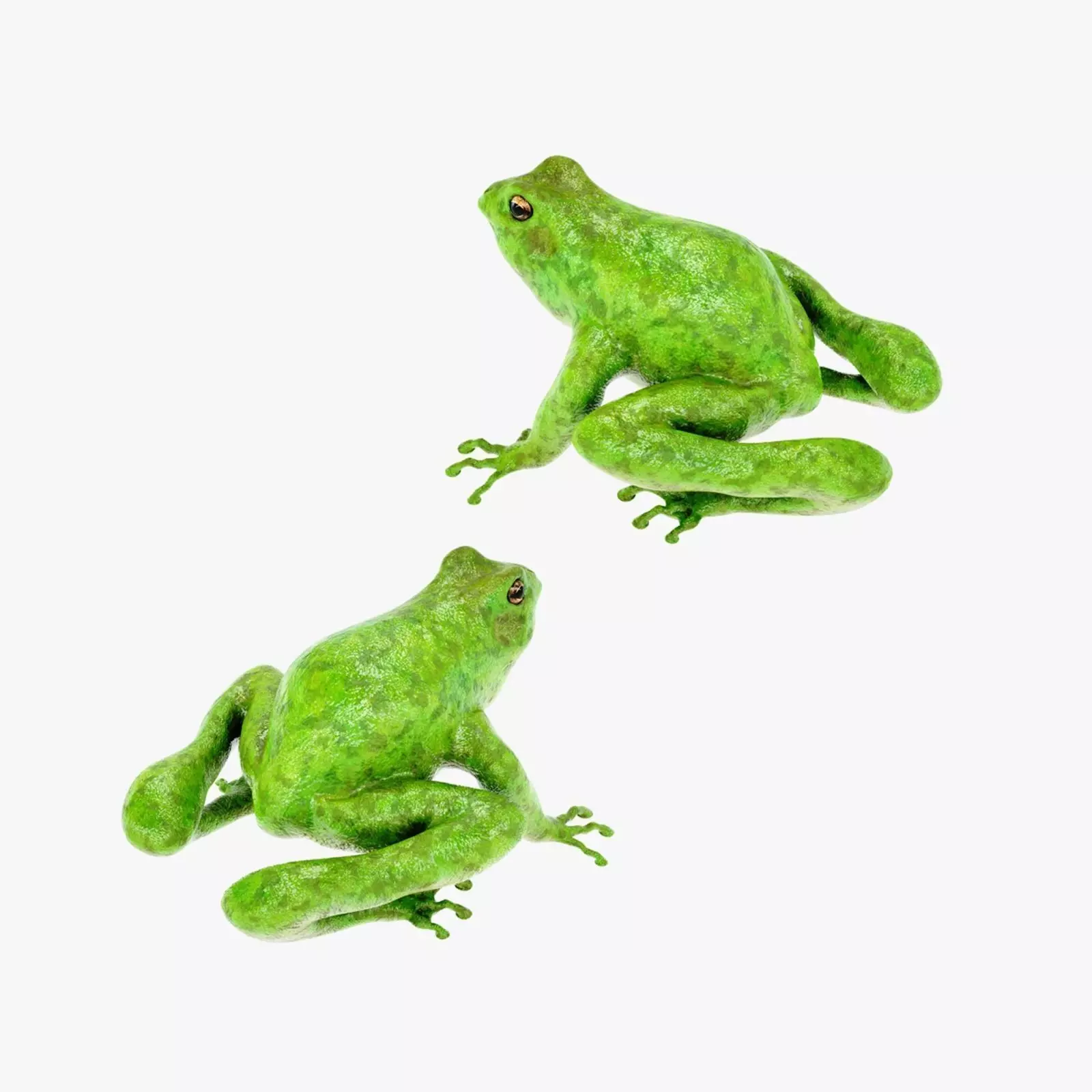 Frog Green 3D model_0