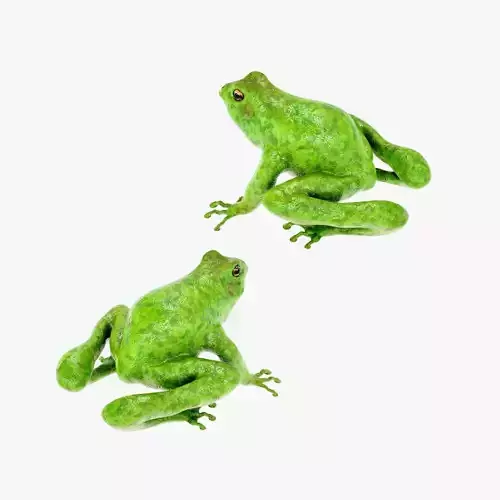 Frog Green
