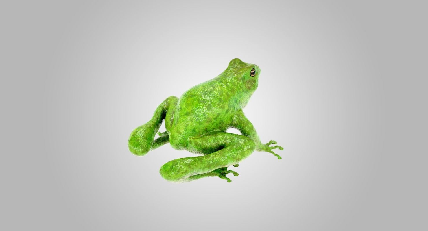 Frog Green 3D model_4