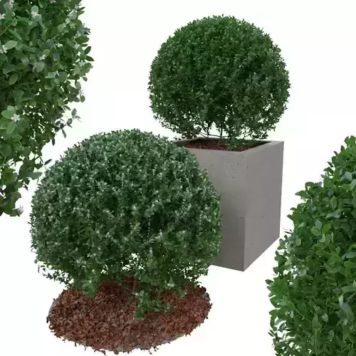 Buxus the bush is in shape of ball