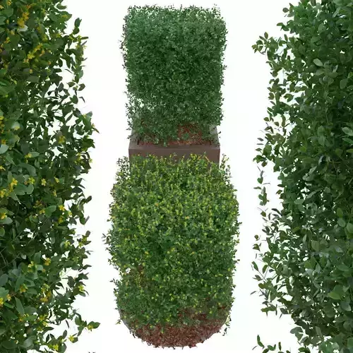 Buxus the bush is in shape of cube