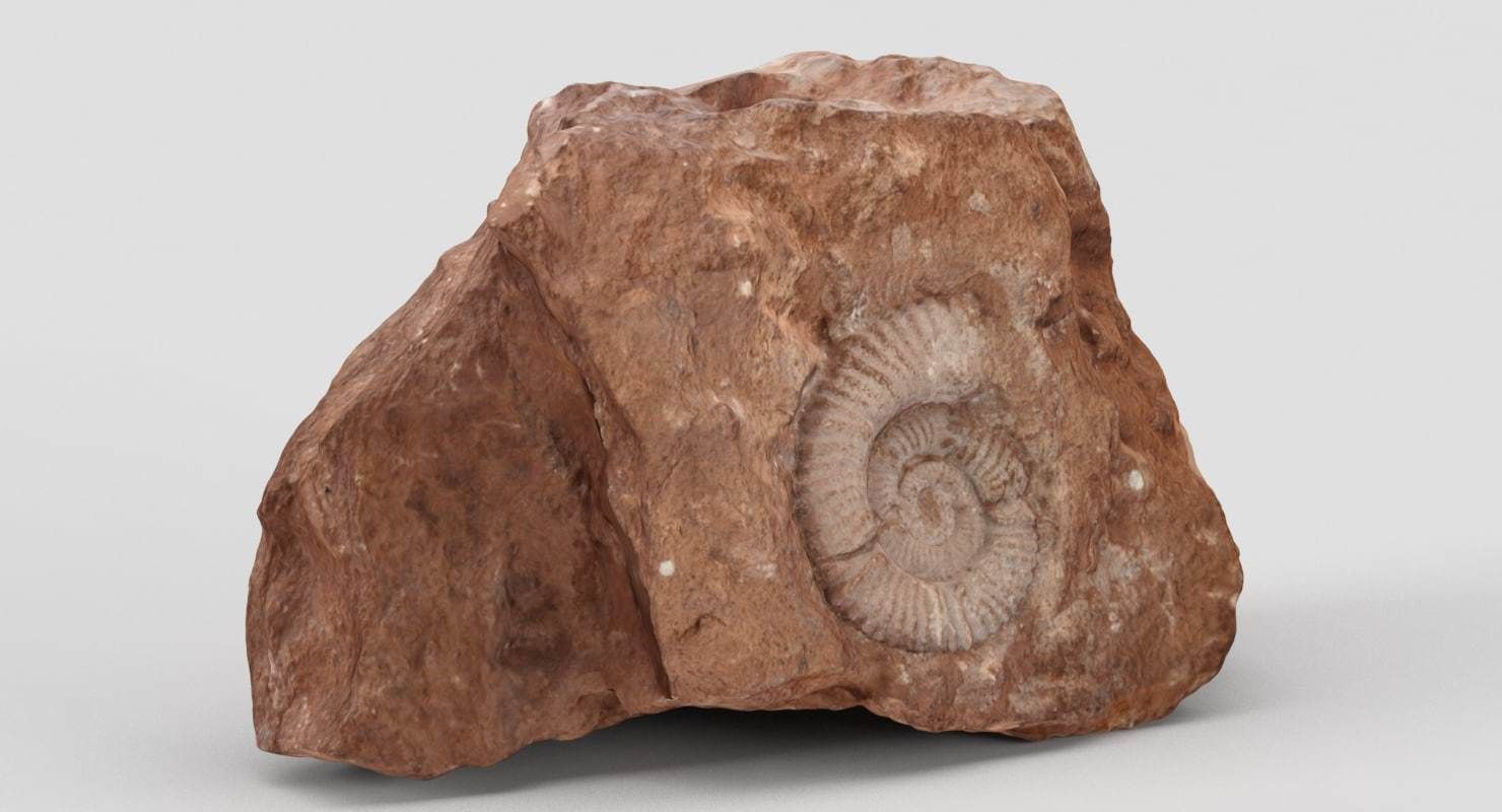 Fossil rock 3D model_2
