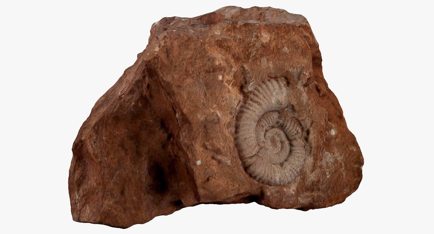 Fossil rock 3D model_1