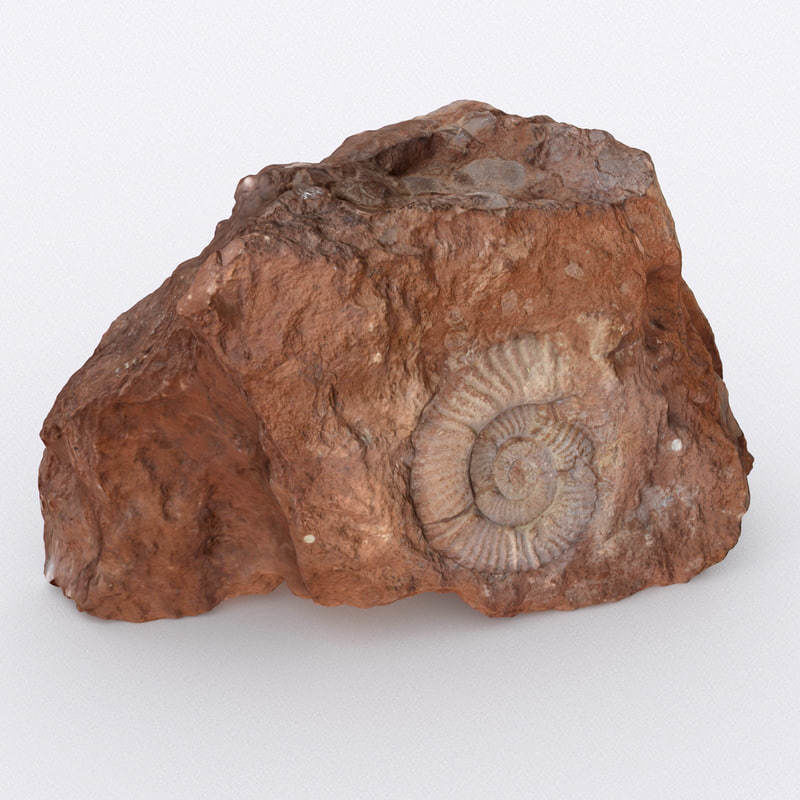 Fossil rock 3D model_8