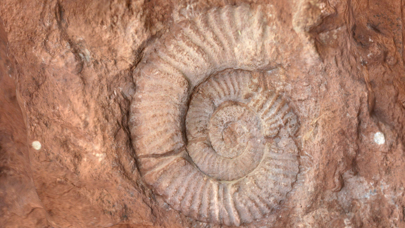 Fossil rock 3D model_9