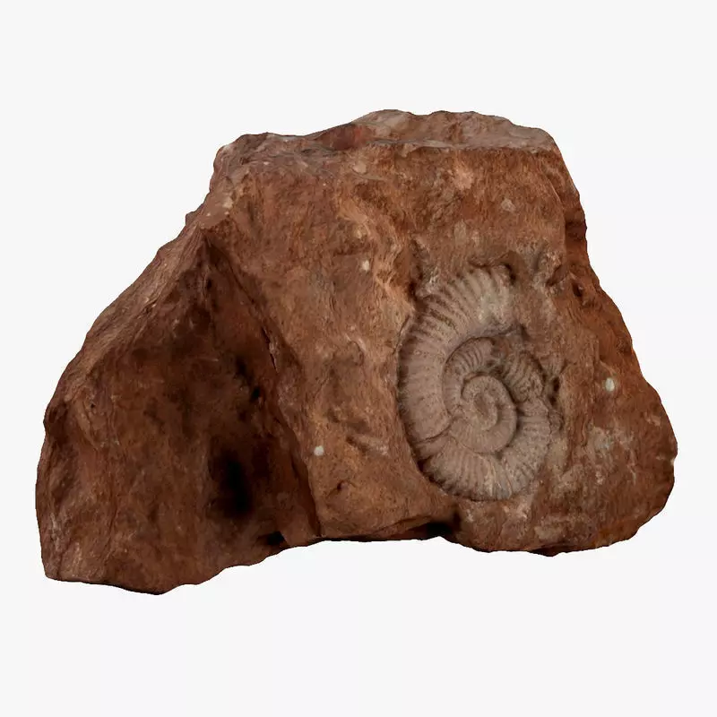Fossil rock 3D model_0