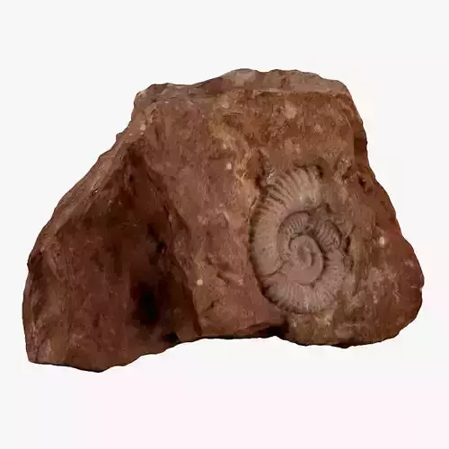 Fossil rock