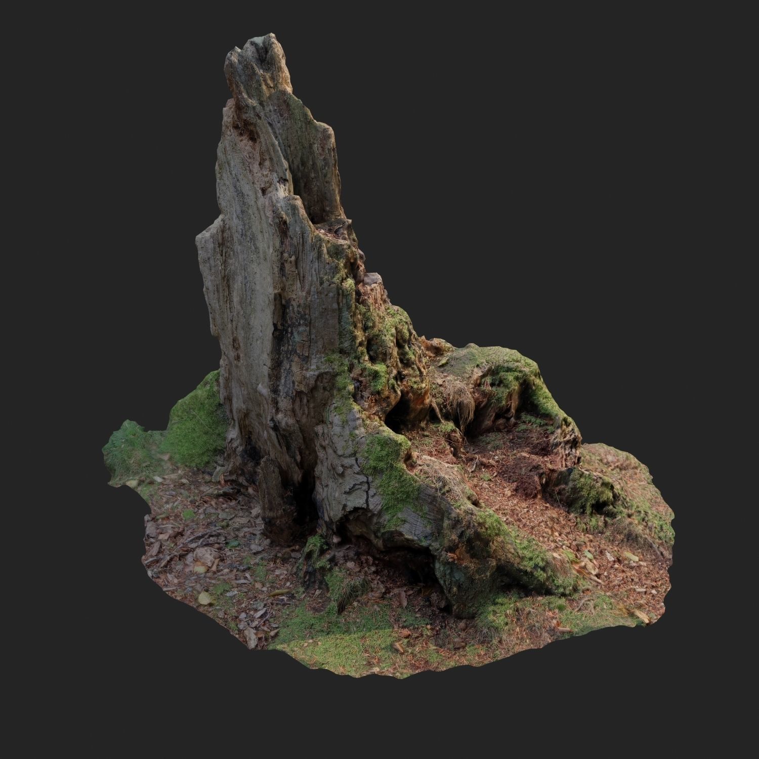 Nature stump 10 3D model_4