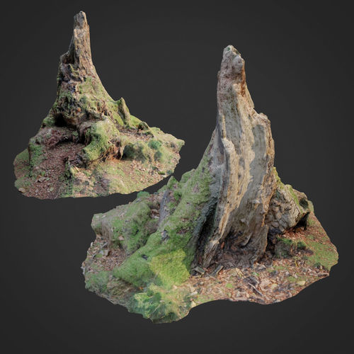 Nature stump 10 3D model