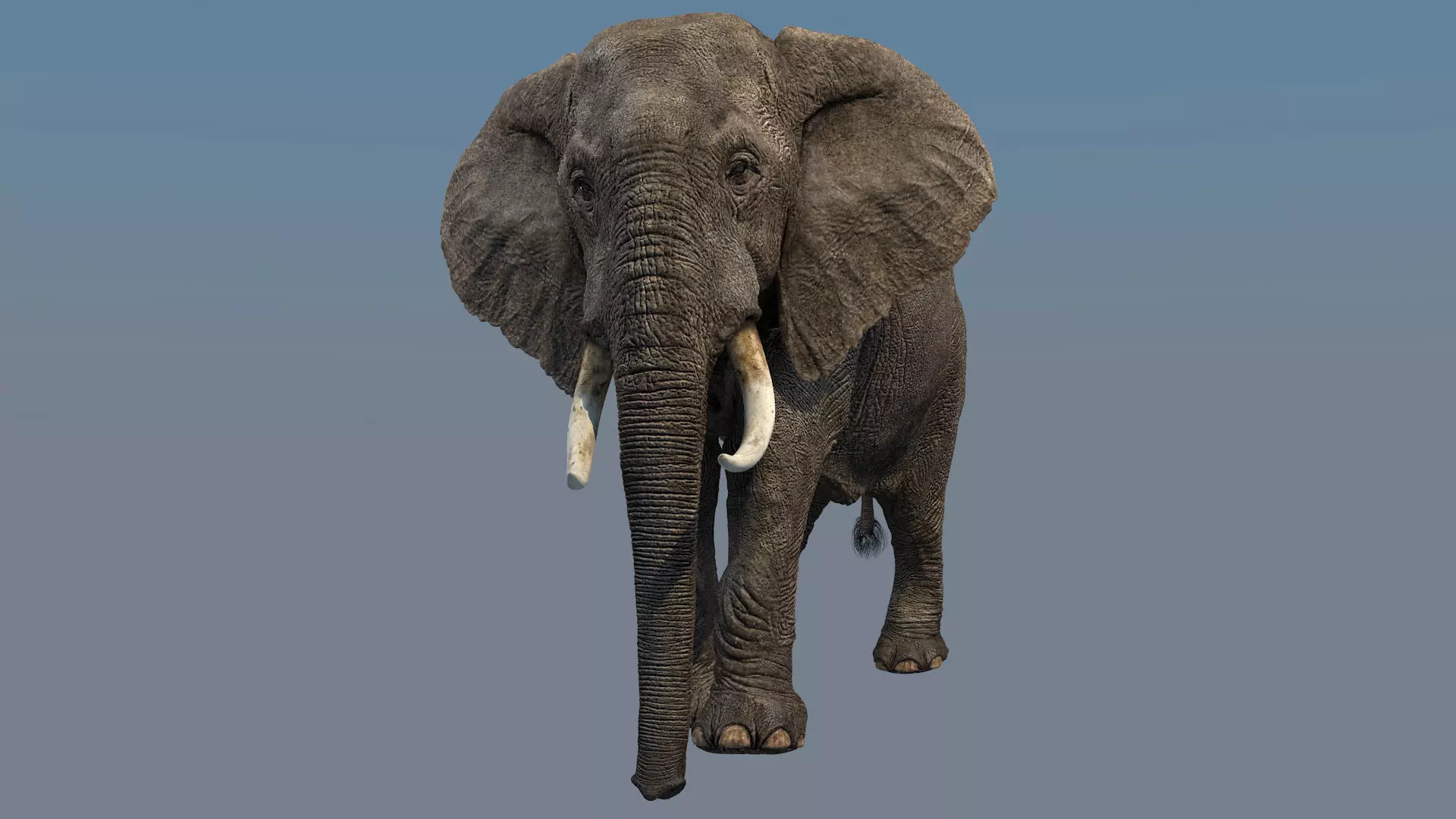 Elephant Animations Low-poly 3D model