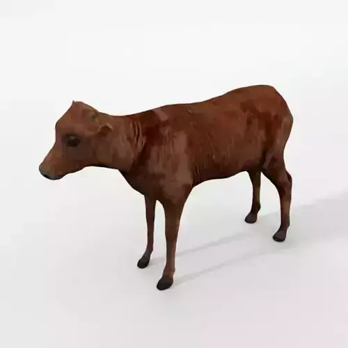 Calf Mammal Low-poly 3D model