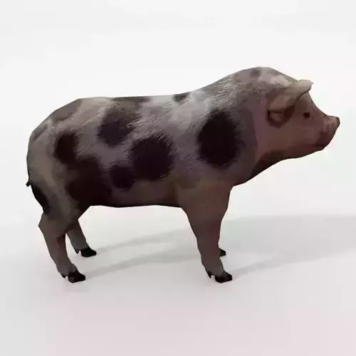 Mini Pig