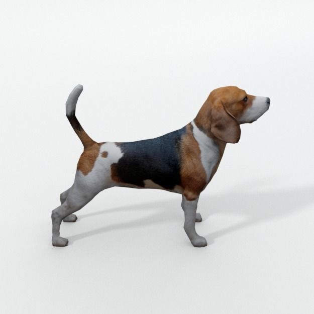 Beagle Dog Low-poly 3D model_1