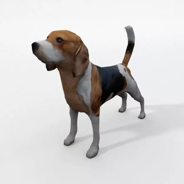 Beagle Dog Low-poly 3D model_0