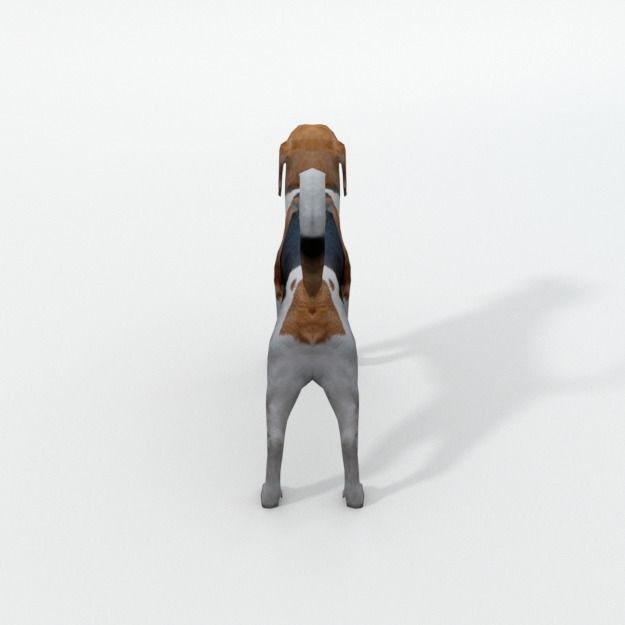 Beagle Dog Low-poly 3D model_3