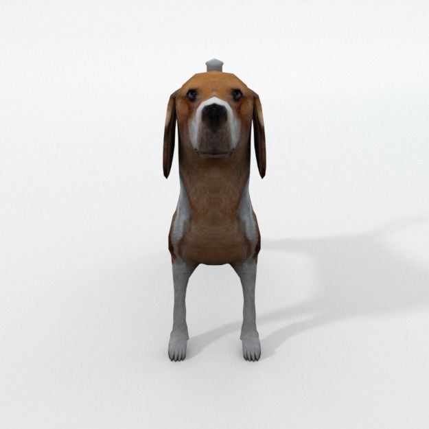 Beagle Dog Low-poly 3D model_2