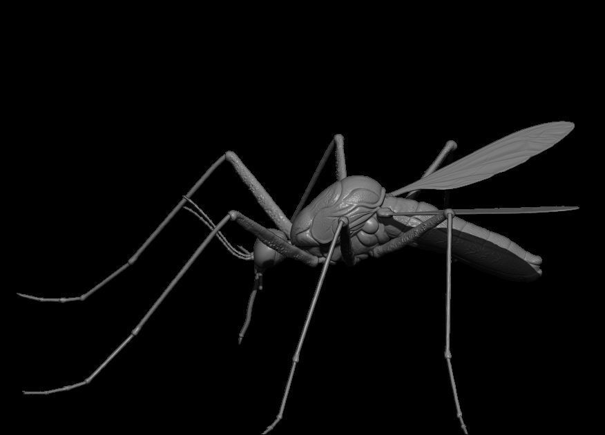 Mosquito 3D Model 3D print model_4