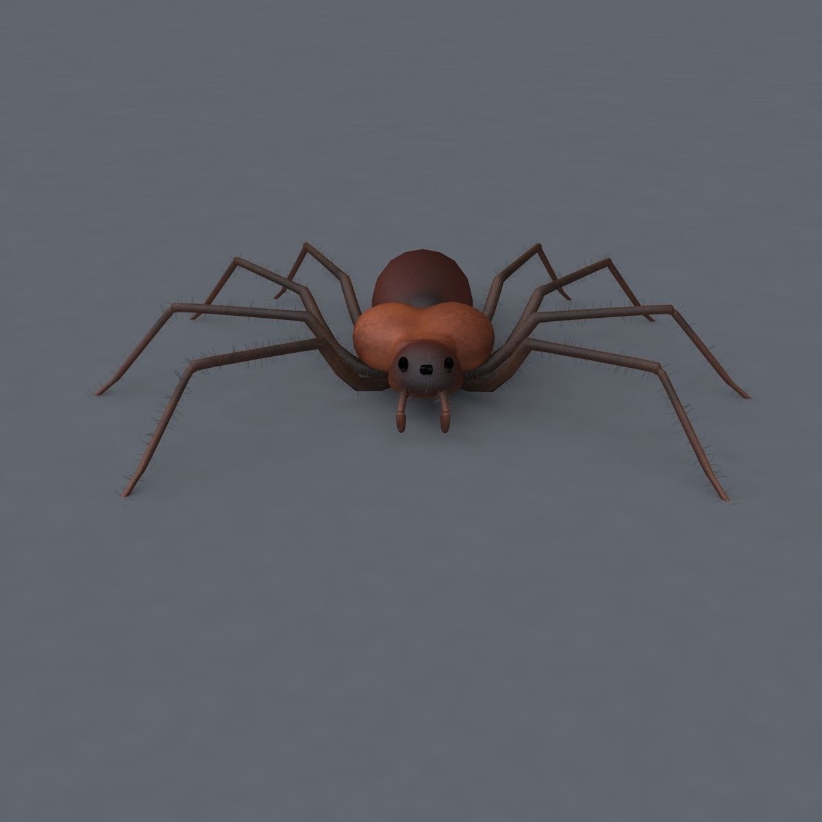 Spider 3d Model Low-poly 3D model_3