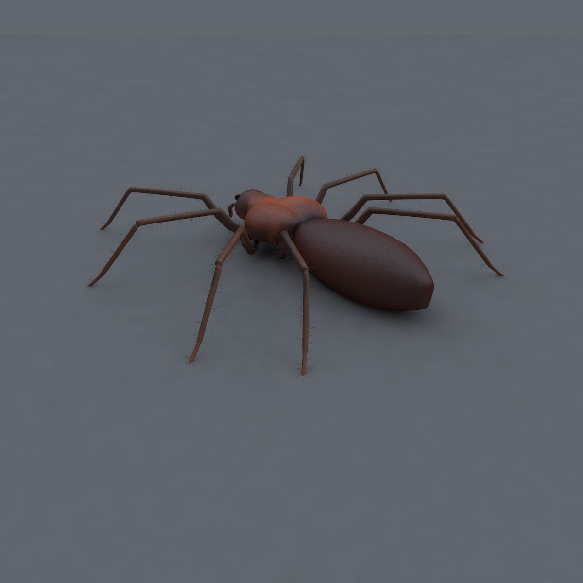 Spider 3d Model Low-poly 3D model_4