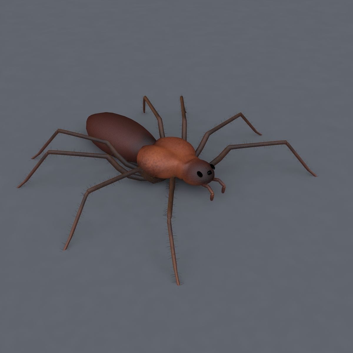 Spider 3d Model Low-poly 3D model_1