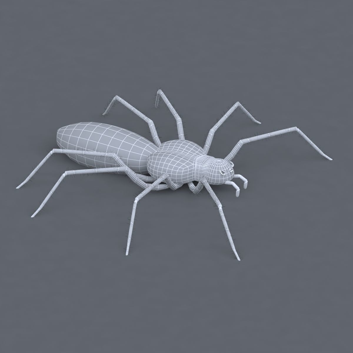 Spider 3d Model Low-poly 3D model_5