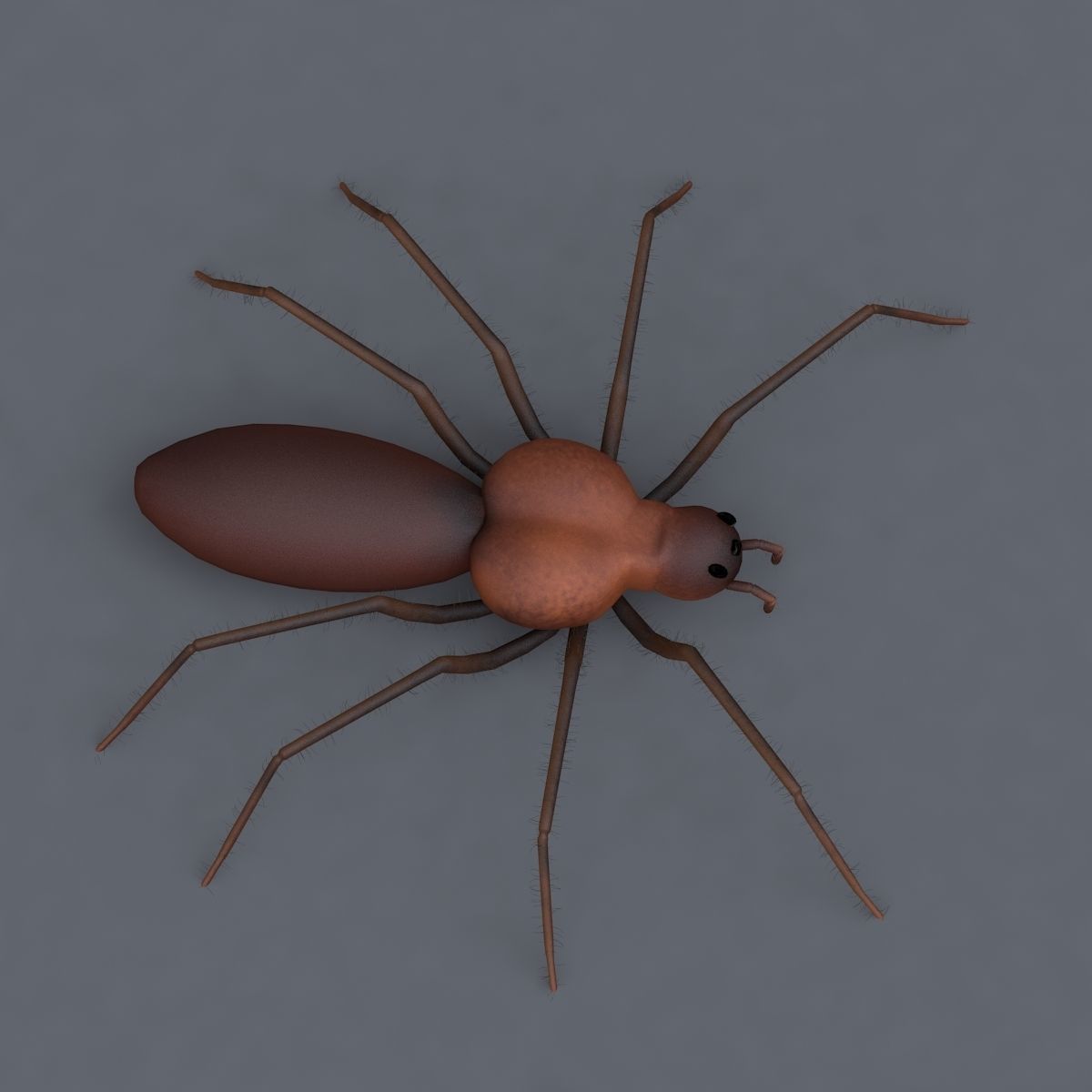 Spider 3d Model Low-poly 3D model_2