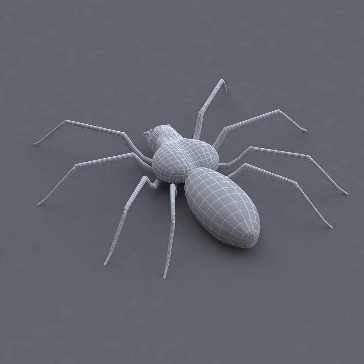 Spider 3d Model Low-poly 3D model_6