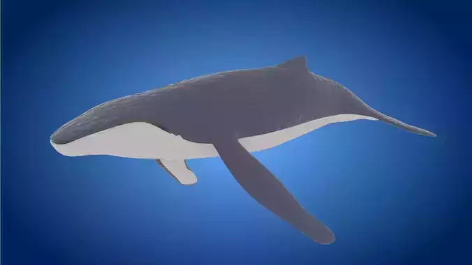 Rigged low poly Whale Low-poly 3D model