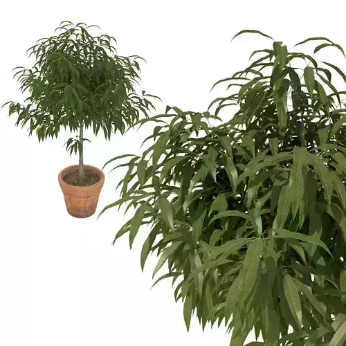 Young mango tree 3D model