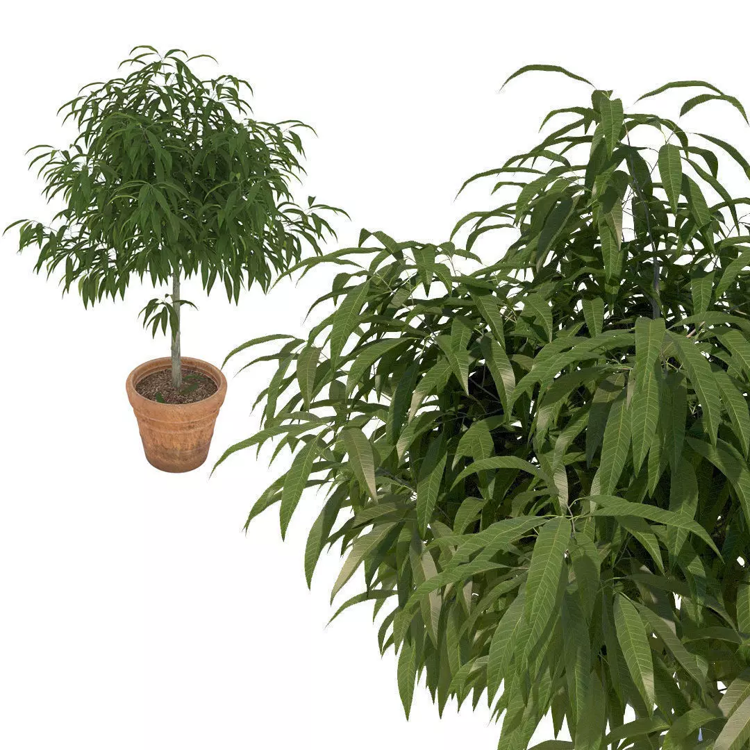 Mango Tree Model Young mango tree 3D model | CGTrader