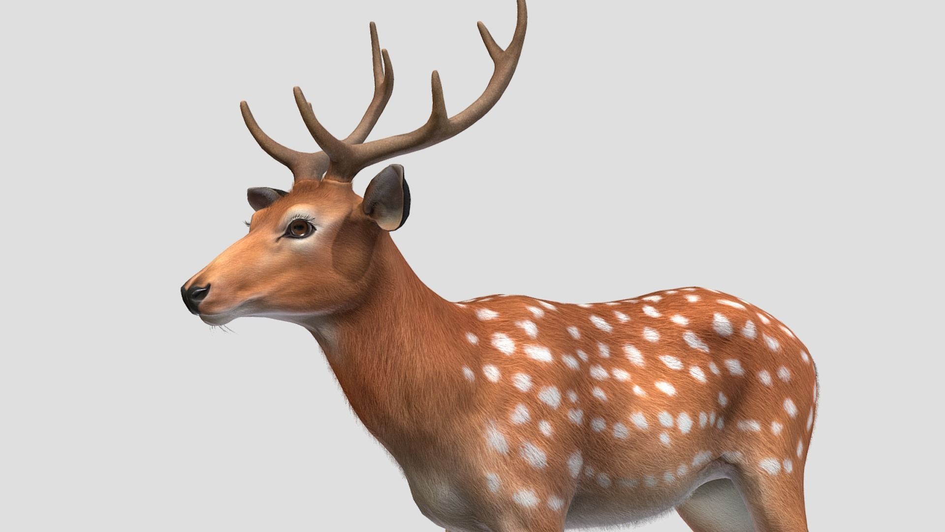 Deer - Stag Low-poly 3D model_7