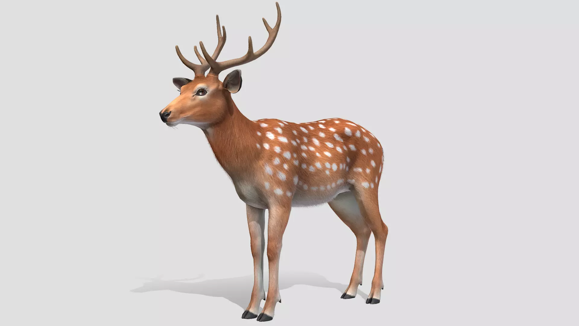 Deer - Stag Low-poly 3D model_0