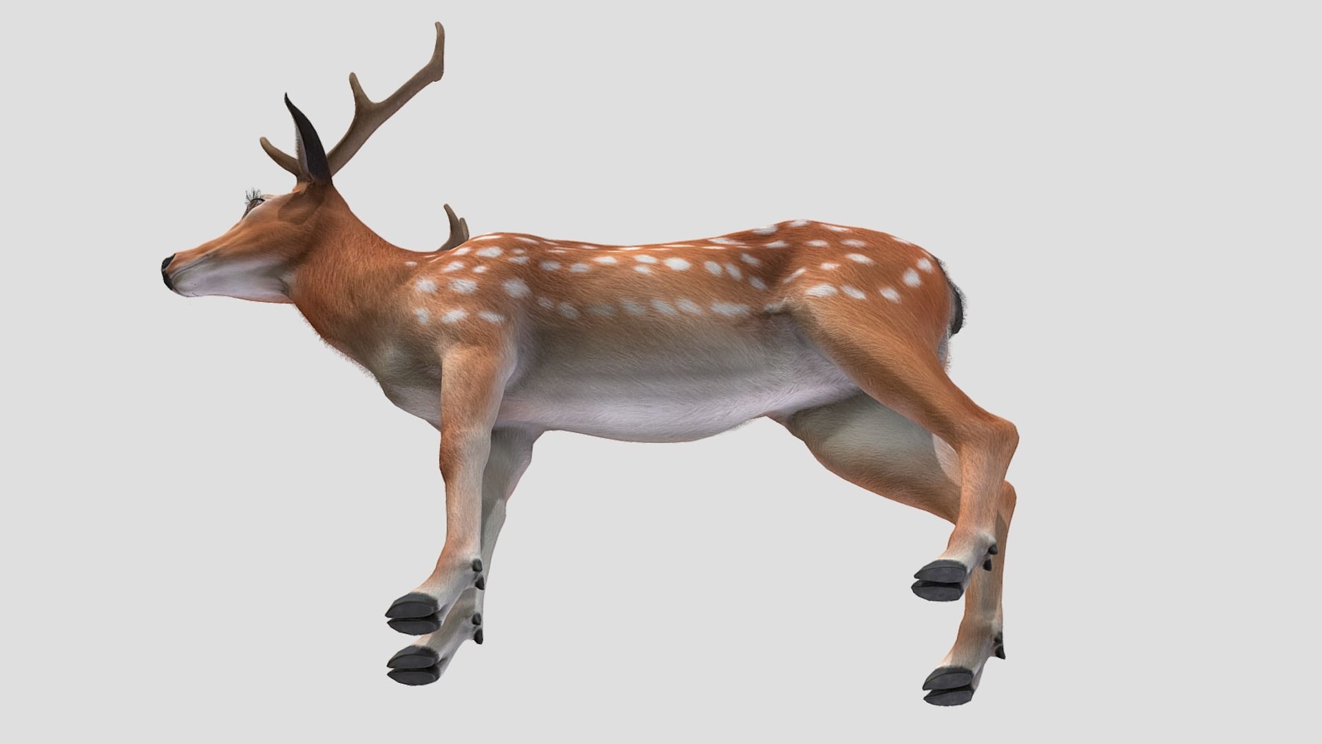 Deer - Stag Low-poly 3D model_6