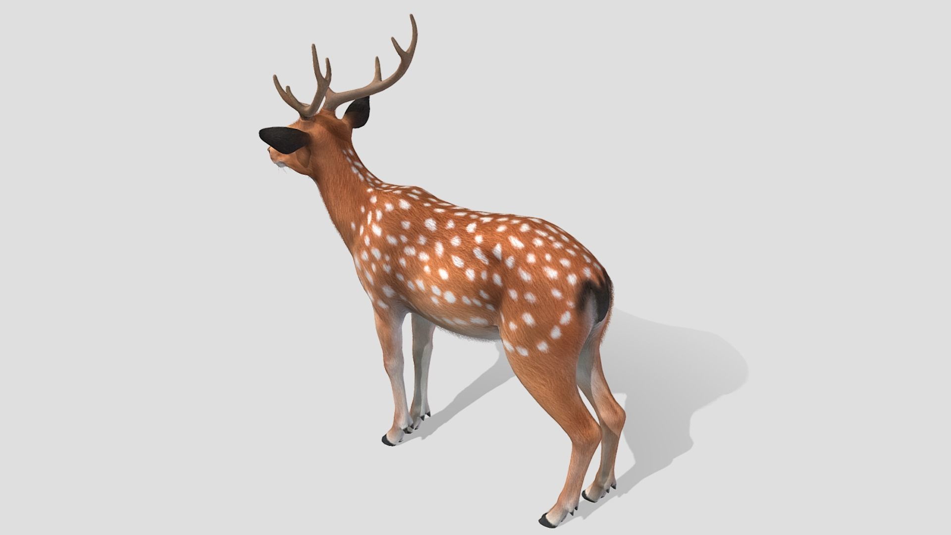 Deer - Stag Low-poly 3D model_5