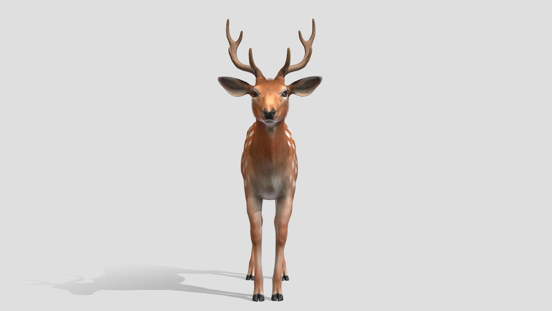 Deer - Stag Low-poly 3D model_3