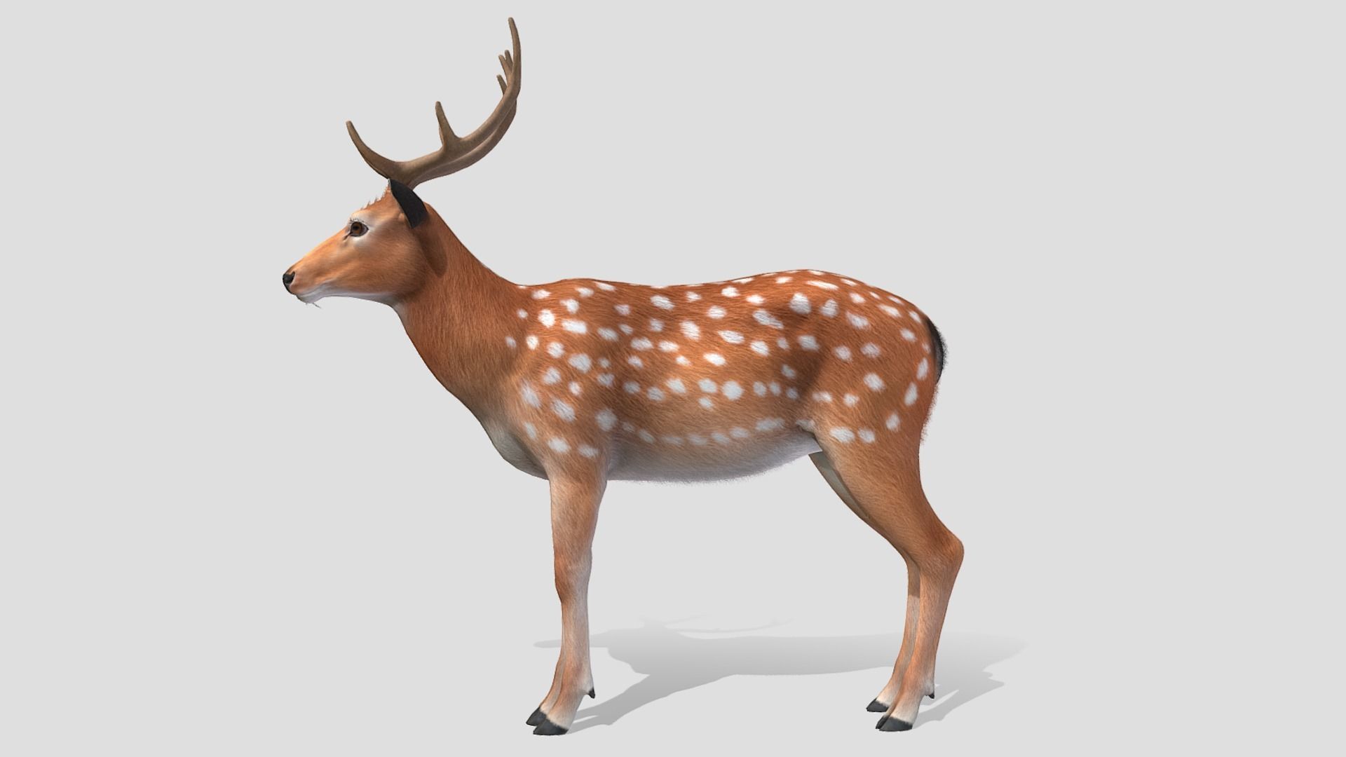 Deer - Stag Low-poly 3D model_2