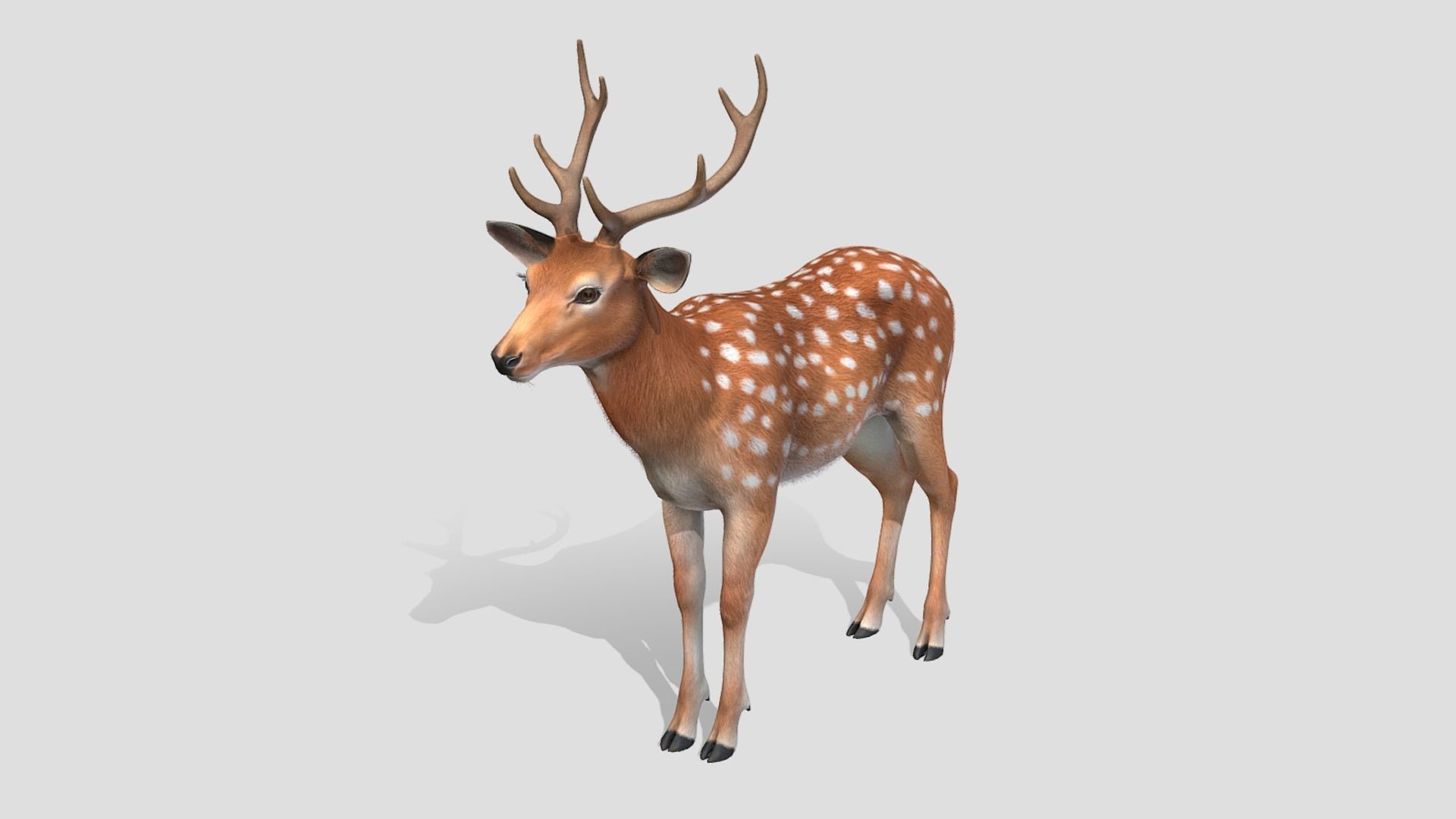 Deer - Stag Low-poly 3D model_4