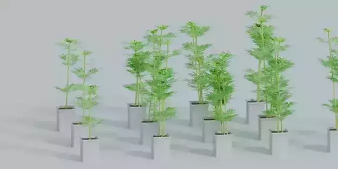 Bamboo plant generator Low-poly 3D model