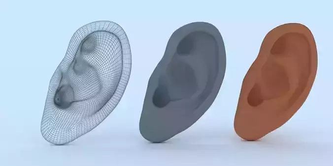 Ear 3D Model Updated Low-poly 3D model