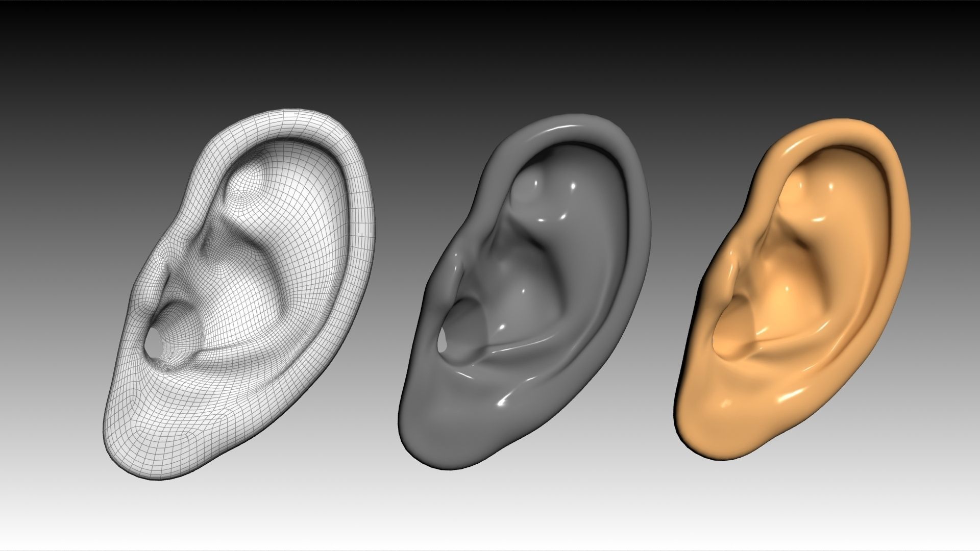 Ear 3D Model Updated Low-poly 3D model_2