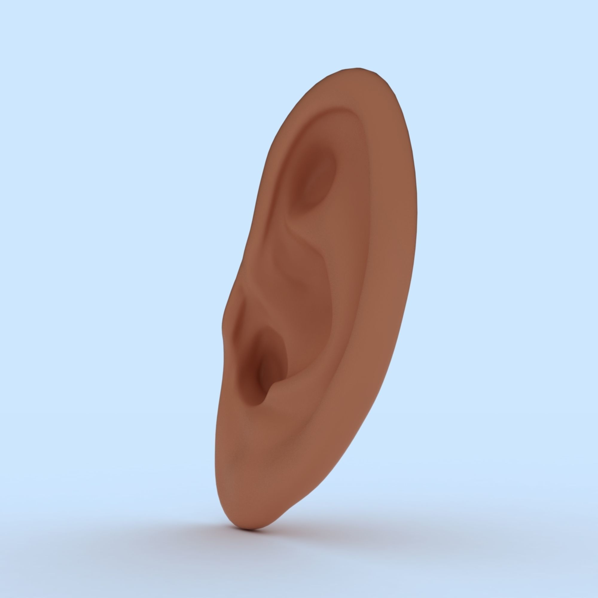 Ear 3D Model Updated Low-poly 3D model_5