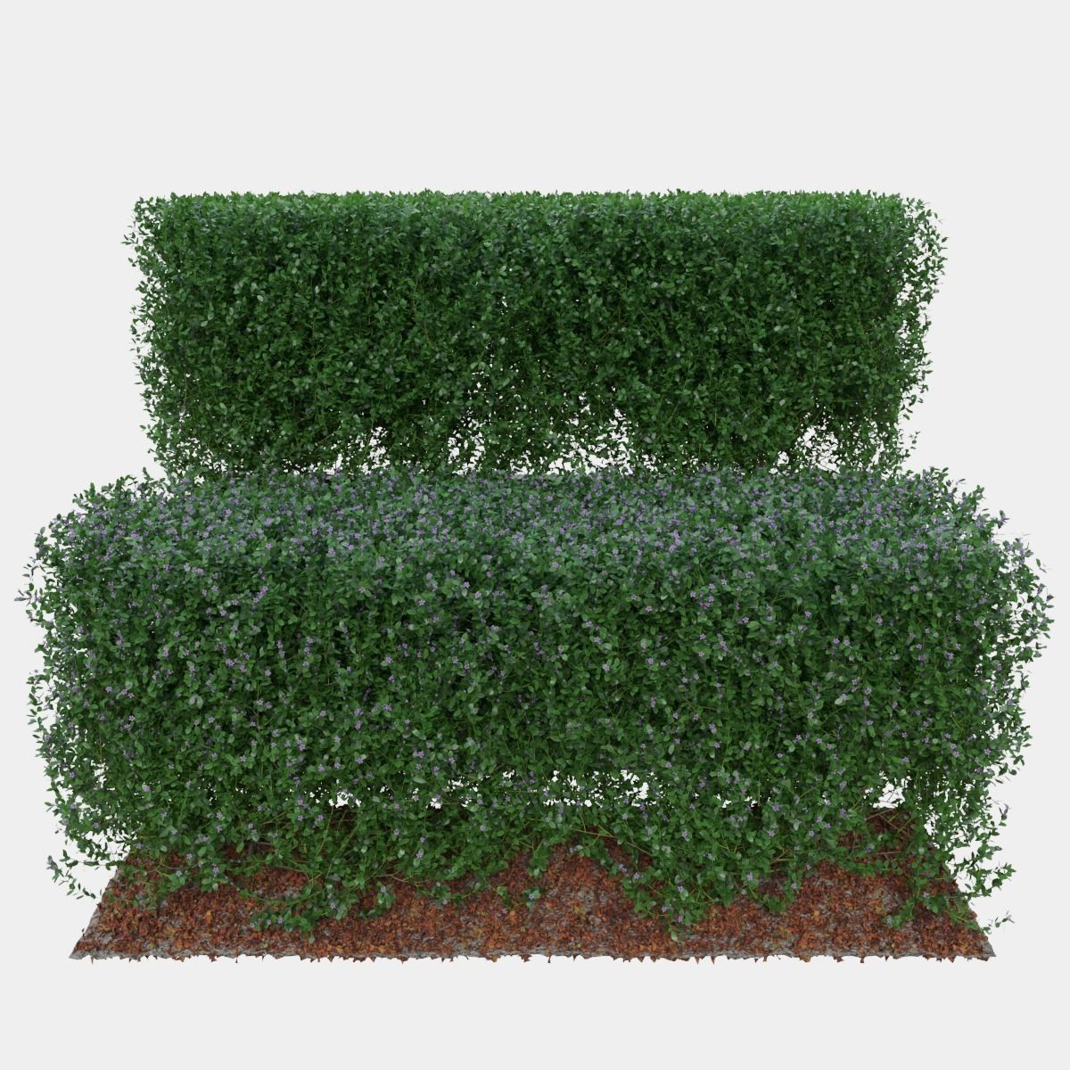 Buxus the long bush in the shape of cube 3D model_1