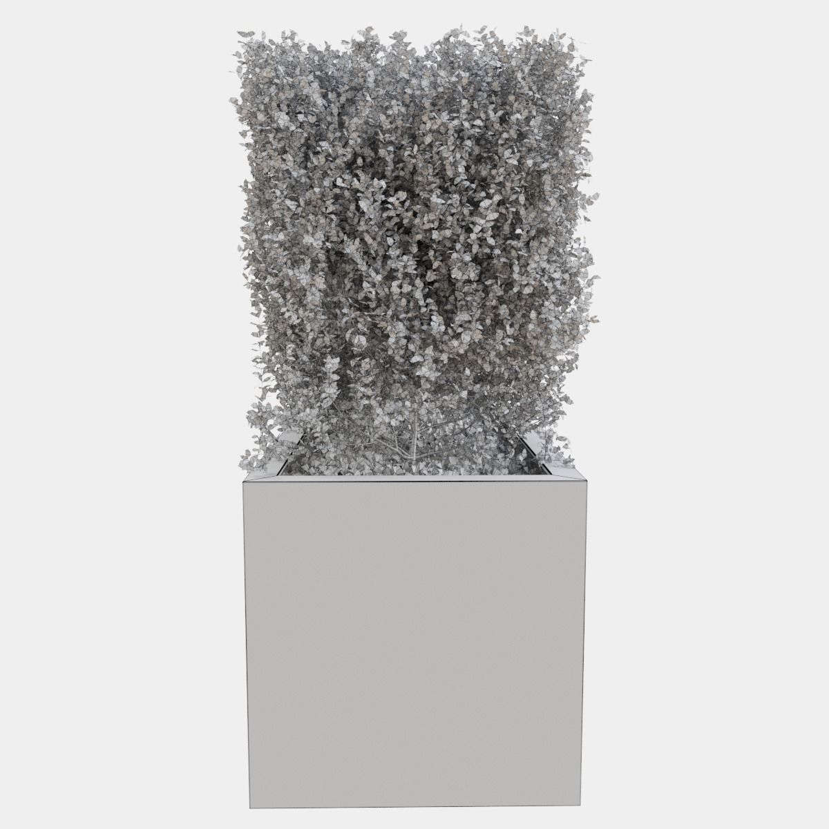 Buxus the long bush in the shape of cube 3D model_20