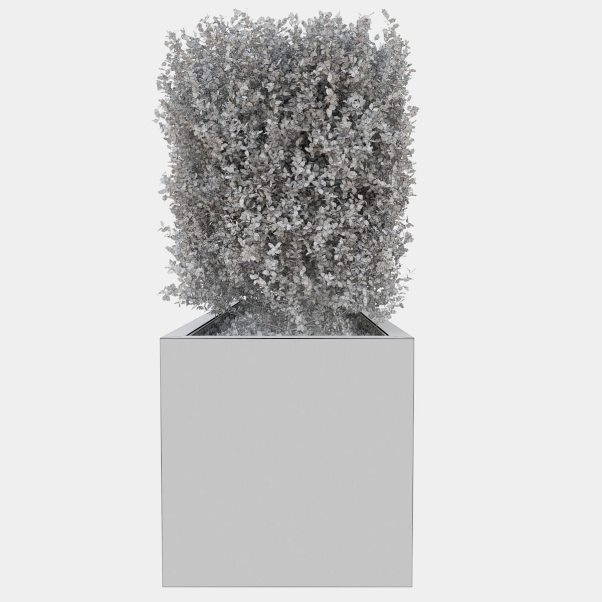 Buxus the long bush in the shape of cube 3D model_19
