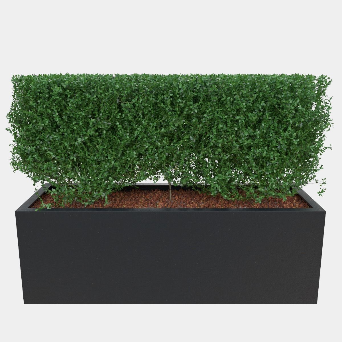 Buxus the long bush in the shape of cube 3D model_2