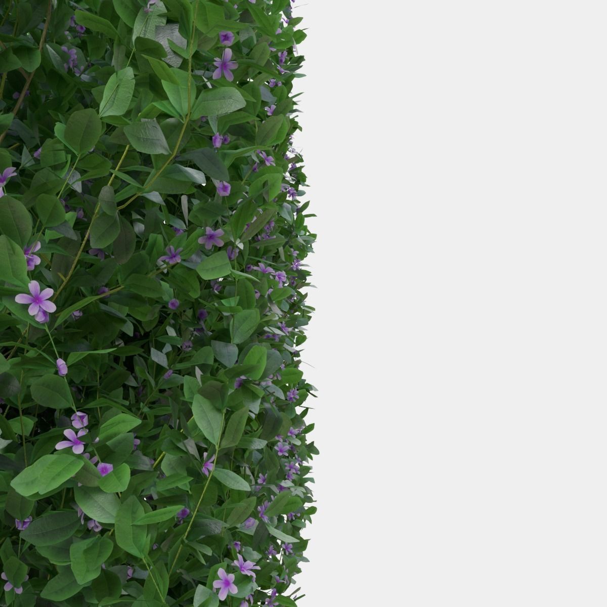Buxus the long bush in the shape of cube 3D model_11
