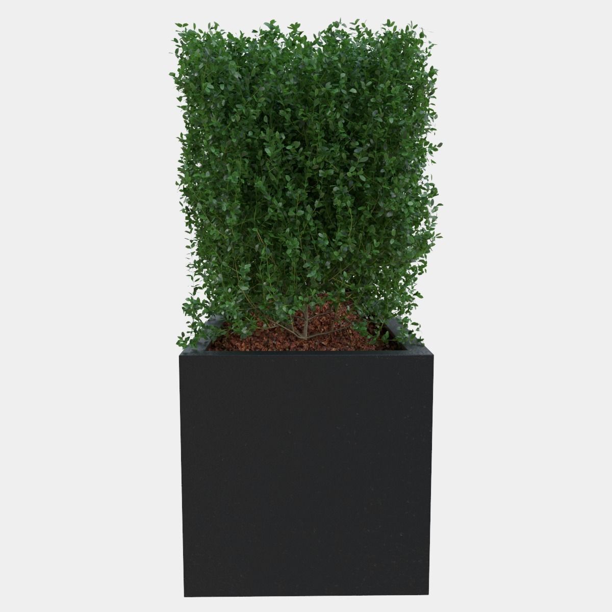 Buxus the long bush in the shape of cube 3D model_5